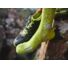 Kép 3/5 - Compressport Pro Racing Socks v4.0 Trail - sárga terepfutó bokazokni - T4 45-48